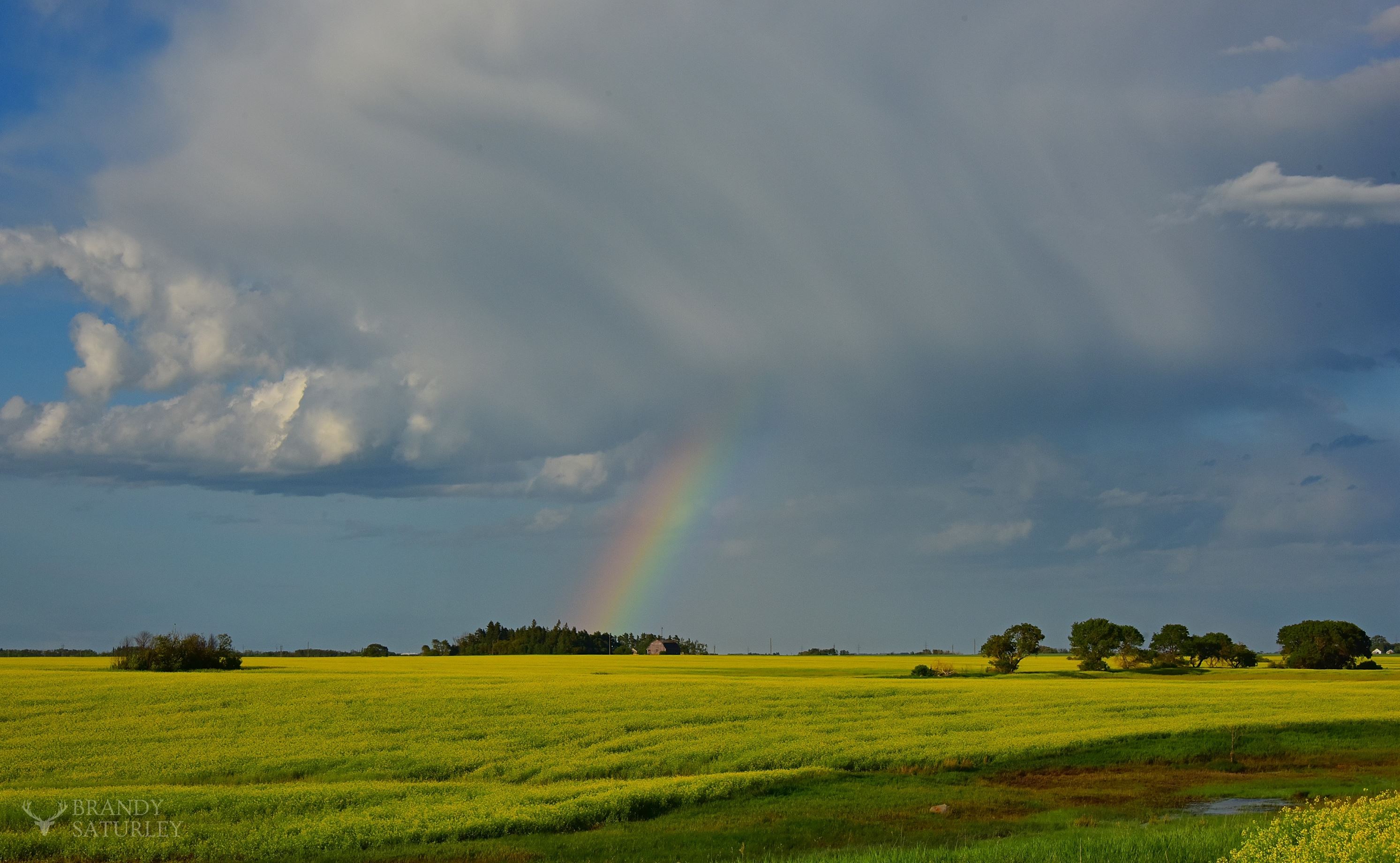 photo of canola and rainbow in Brandon Manitoba