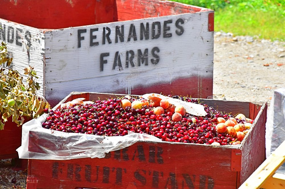 Fernandes Farms Osoyoos - BC fruit season