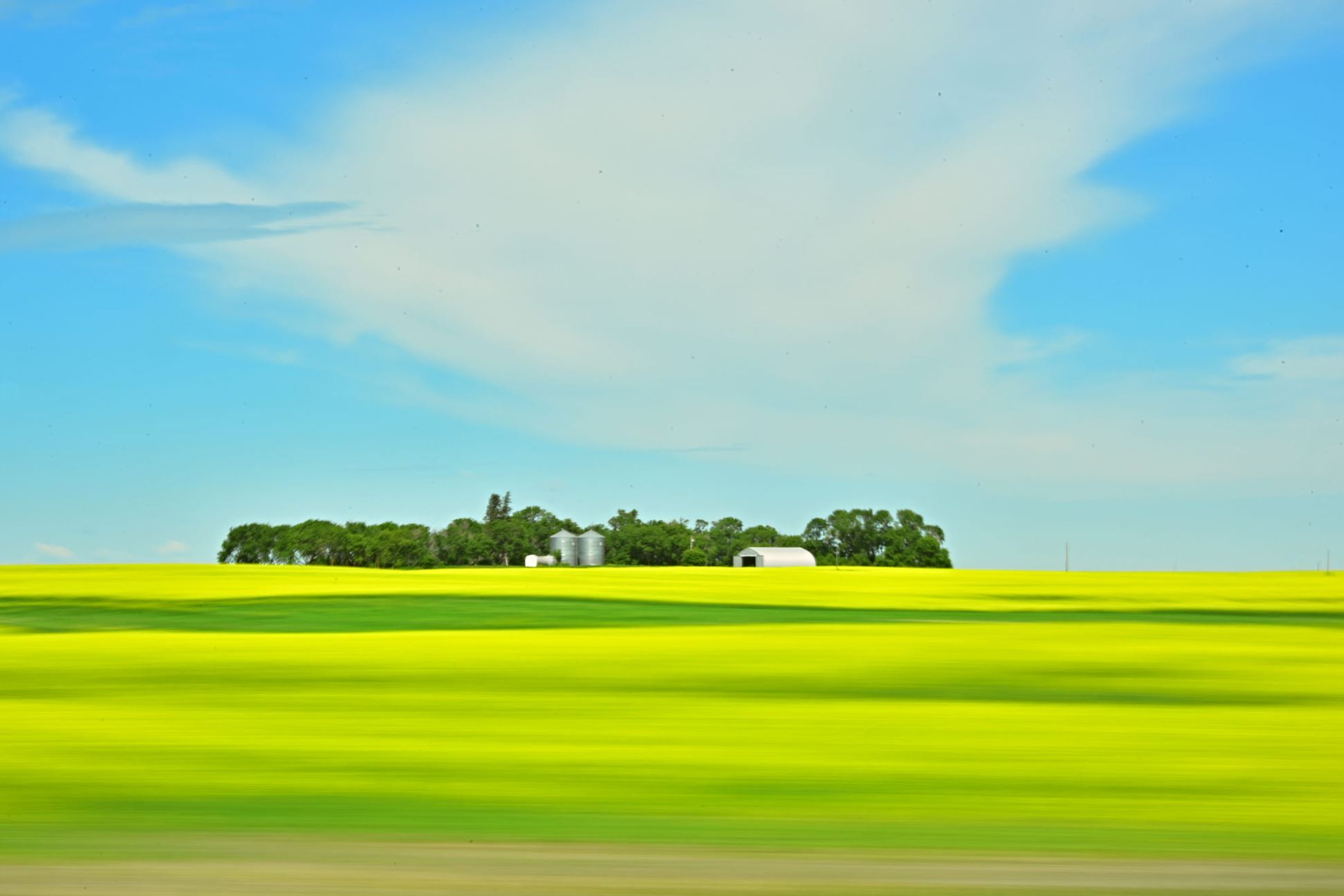 panning shot of canola fields