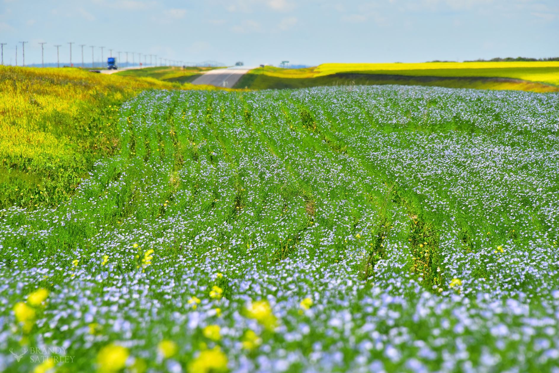 Saskatchewan roadside fields of flax blue and canola yellow