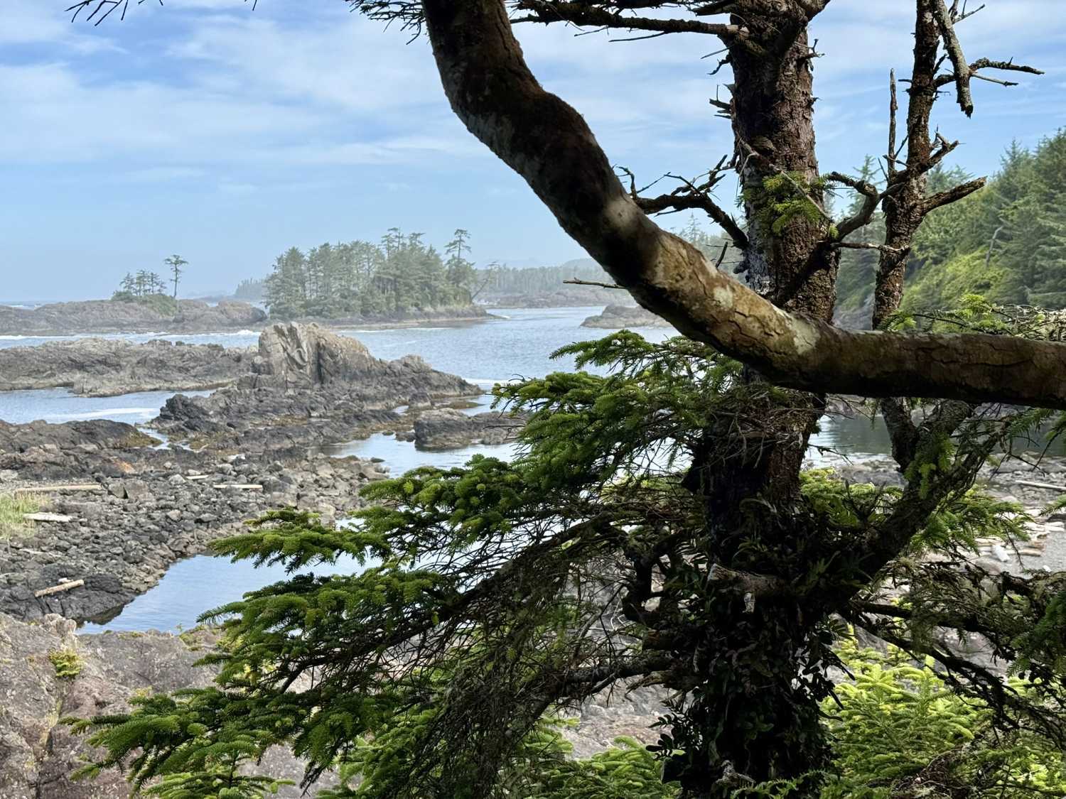 Ucluelet Inspires Artists