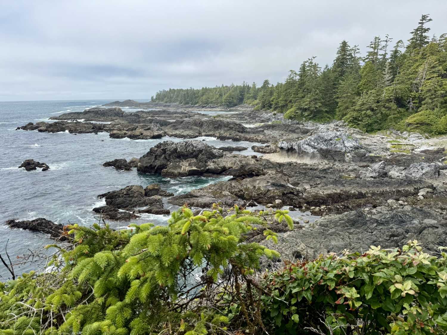 Ucluelet Inspires Artists