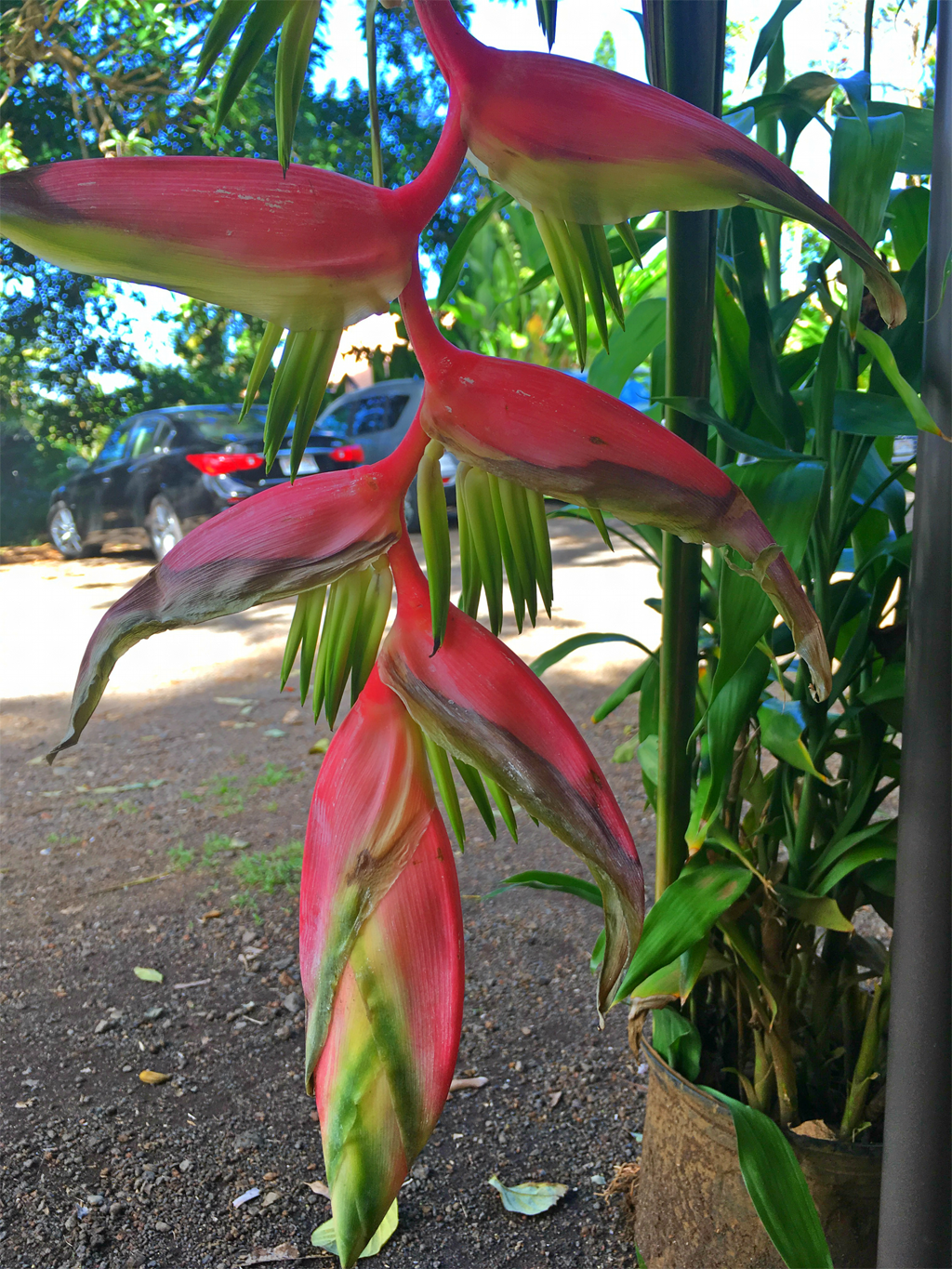 Georgia O' Keeffe's Hawaii 